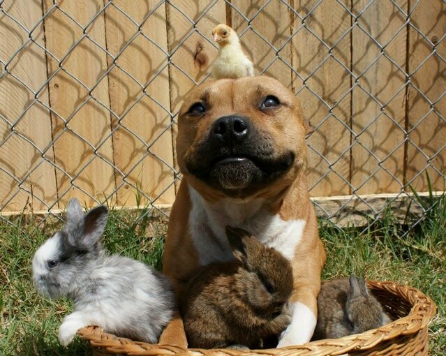 Boom, the Pit Bull who Loves Birds and Rabbits - rabbits, dog, birds, animals, amazing