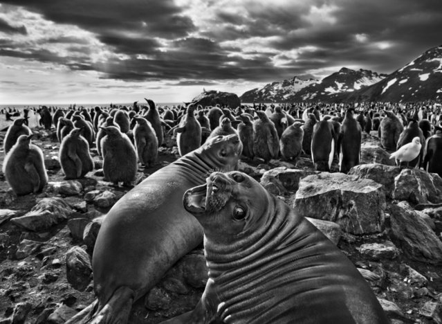 Genesis by Sebastião Salgado -