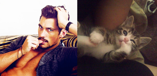 Hottest Men and Their Counterparts - men, hot, cat