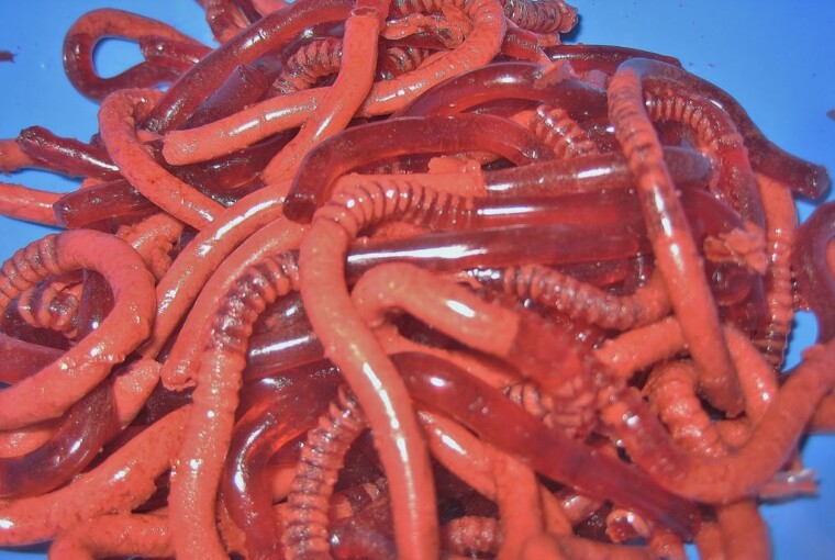 Anyone interested about eating worms? - worms, food, april fools