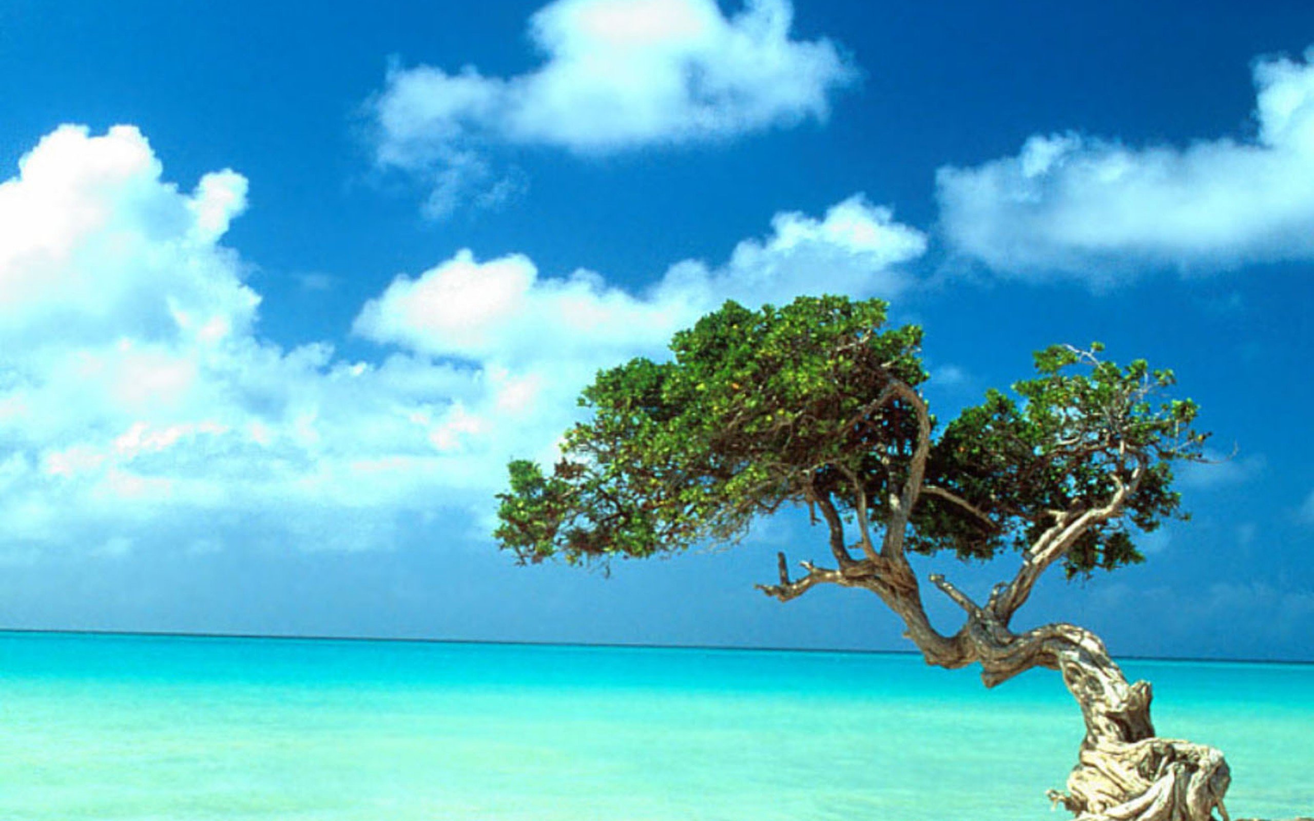 50 Amazing Photos  from Aruba