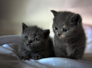 26 Cute Adorable Kittens