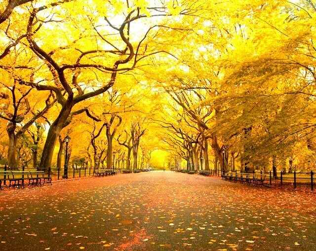 Fall in Central Park, New York - New York, Fall, Central Park
