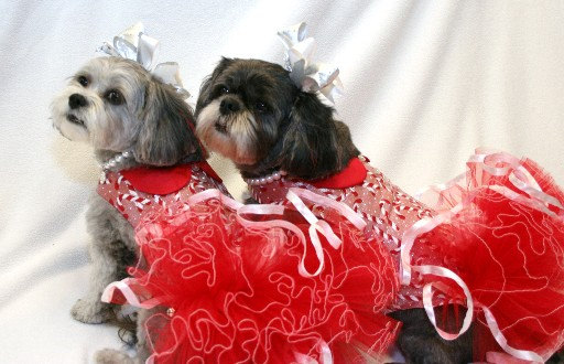 dog holiday outfits
