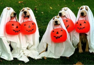 15 Creative Halloween Costumes for Dogs - halloween dog costumes, Halloween costumes, dog costumes, diy Halloween costumes