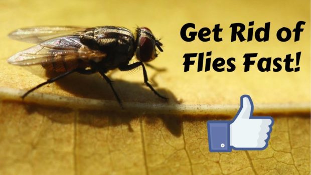 How to Get Rid of Flies Indoors? - vectothor, get rid of flies