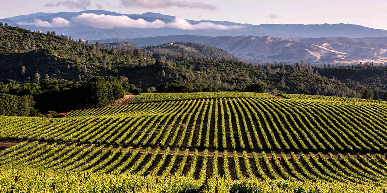 The Top Places To Visit In California Wine Country