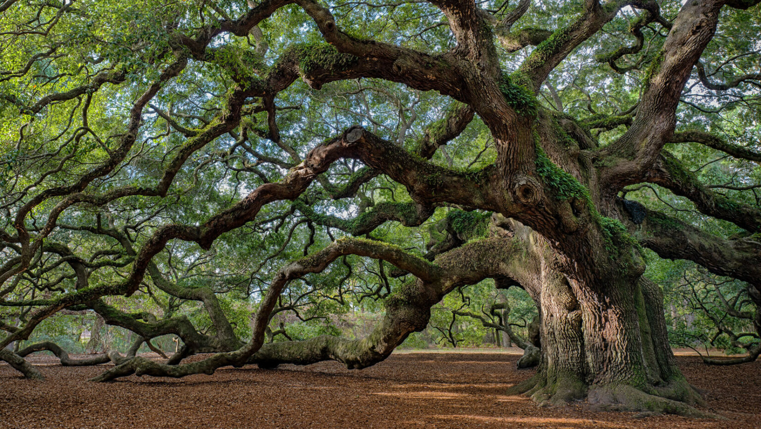 how-to-keep-your-beautiful-old-trees