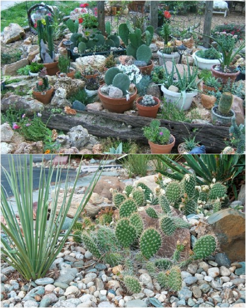 Best Diy Rock Garden Ideas, Cactus Rock Garden Ideas