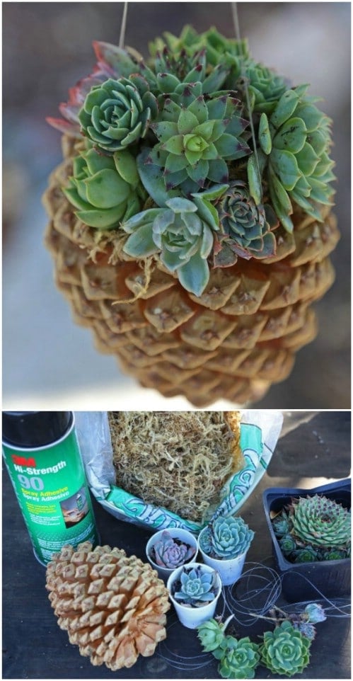 DIY Pinecone Succulent Planters