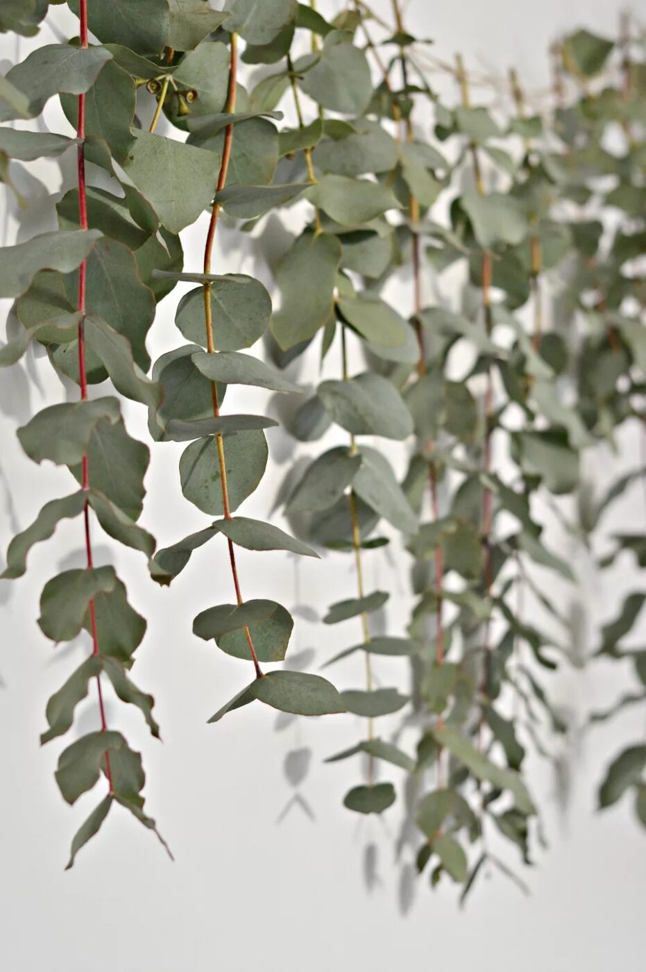 A Quick (and Easy) DIY Eucalyptus Garland