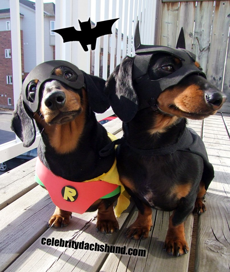 Batdog and Robin | 25+ Creative Costumes for Dogs