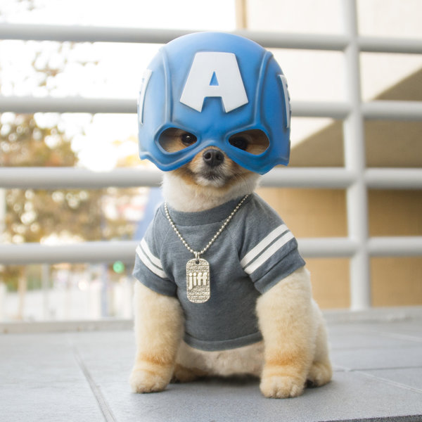 Captain America Jiff | 25+ Creative Costumes for Dogs