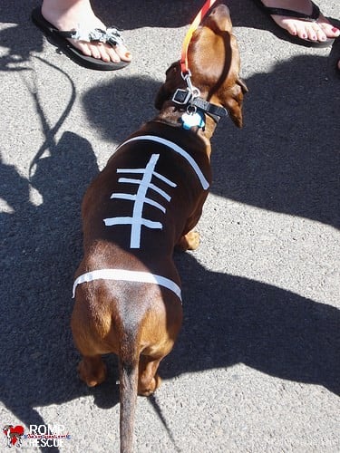 Football | 25+ Creative Costumes for Dogs