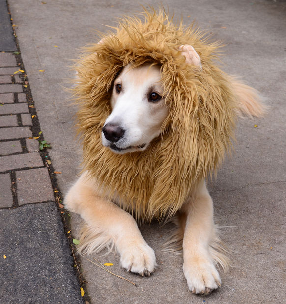 Lion Dog Costume | 25+ Creative Costumes for Dogs