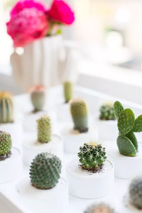 DIY Mini Cactus Party Favors