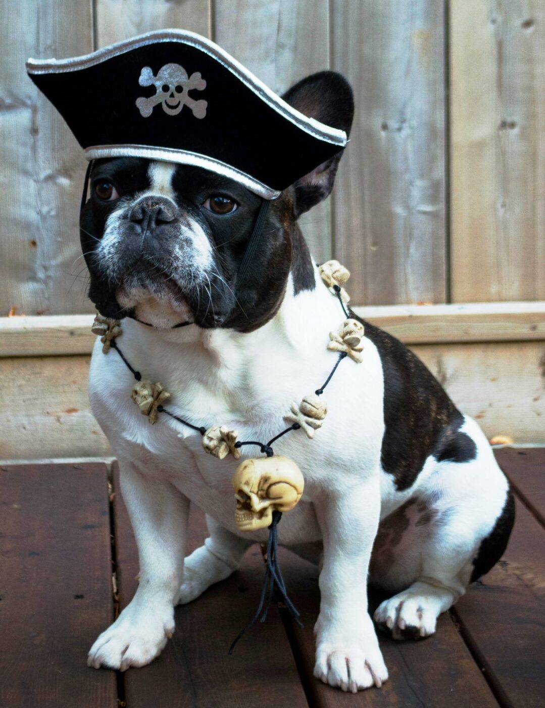 Pirate Dog | 25+ Creative Costumes for Dogs