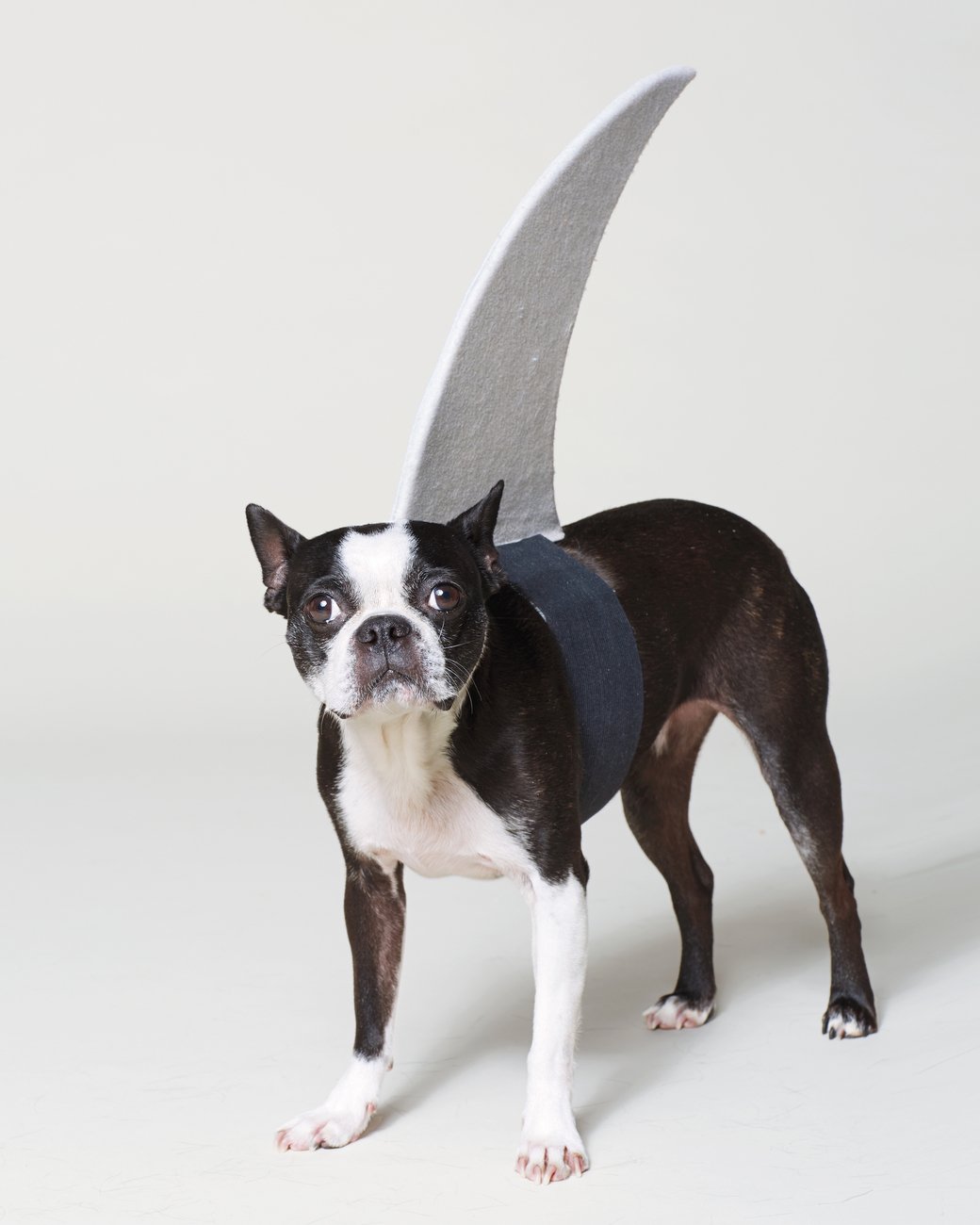 Shark Costume | 25+ Creative Costumes for Dogs