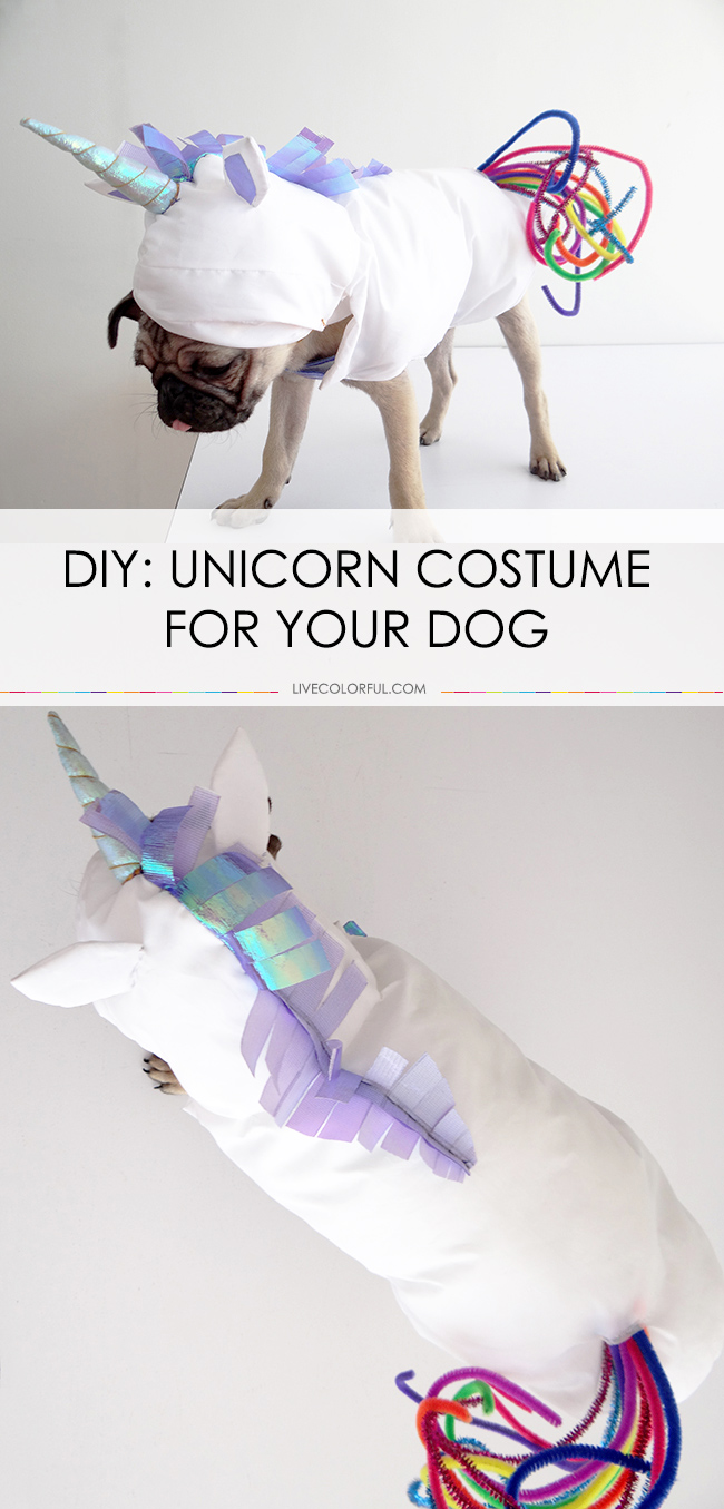 Unicorn Costume for your Dog | 25+ Creative Costumes for Dogs
