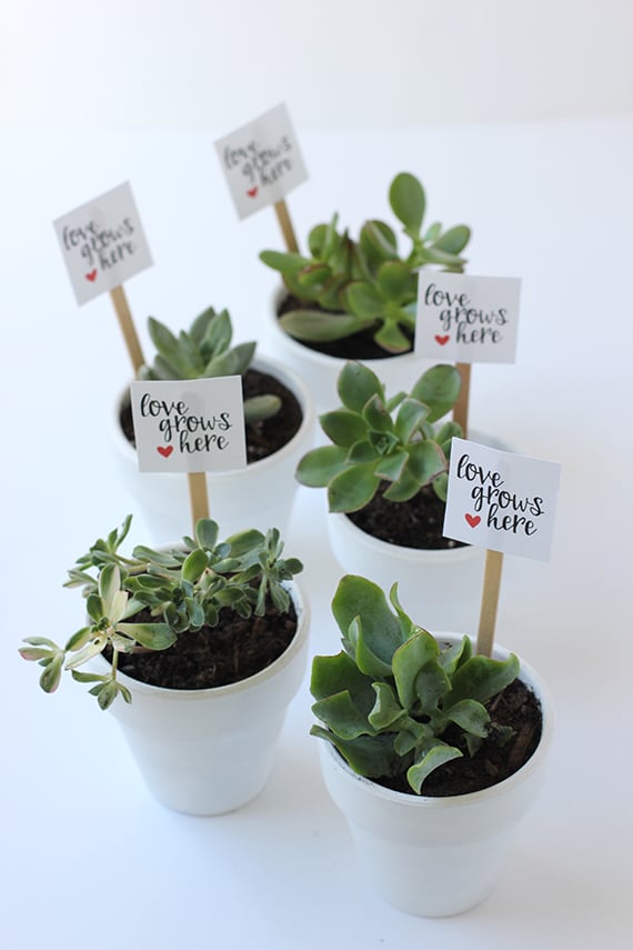 13 Lovely DIY Valentine’s Day Succulents - Succulent, DIY Valentine’s Day Succulents, diy Valentine's day gifts, diy Valentine's day, DIY Succulents