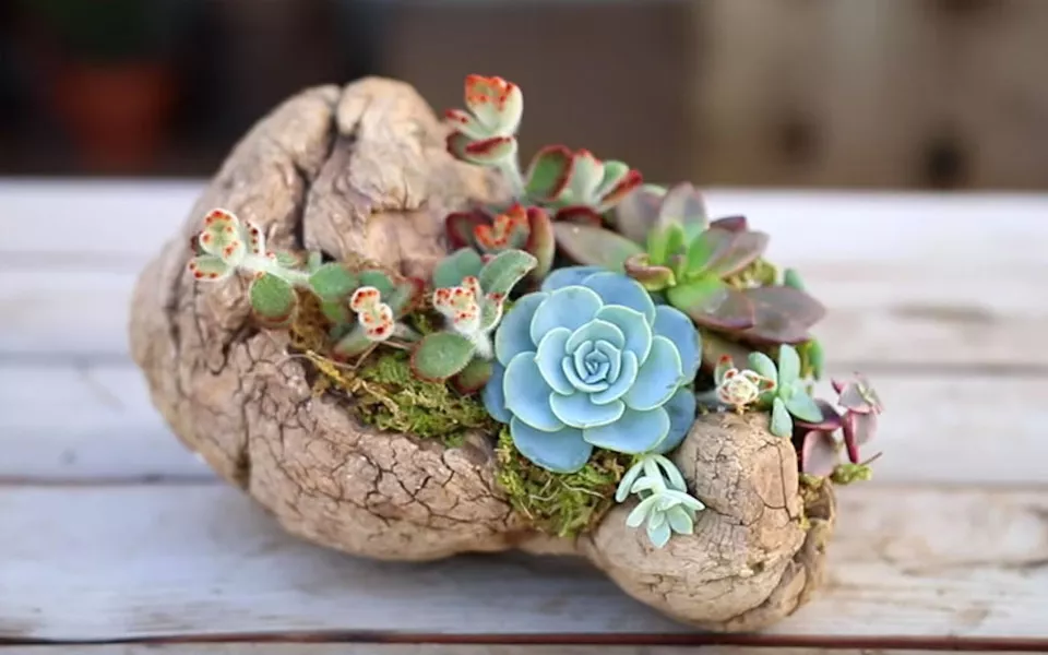 diy driftwood planter for succulents