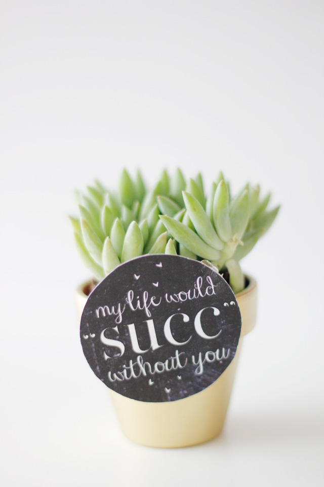 MY LIFE WOULD SUCK WITHOUT YOU - succulent valentine idea with free printable seekatesew.com