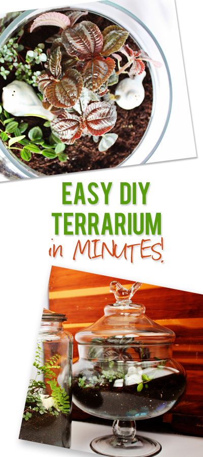 Easy DIY Terrarium In Minutes