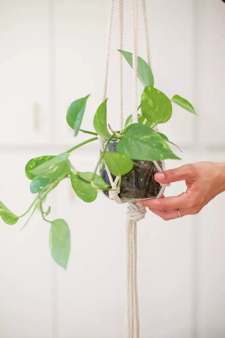 A plant in a hanging macrame mason jar