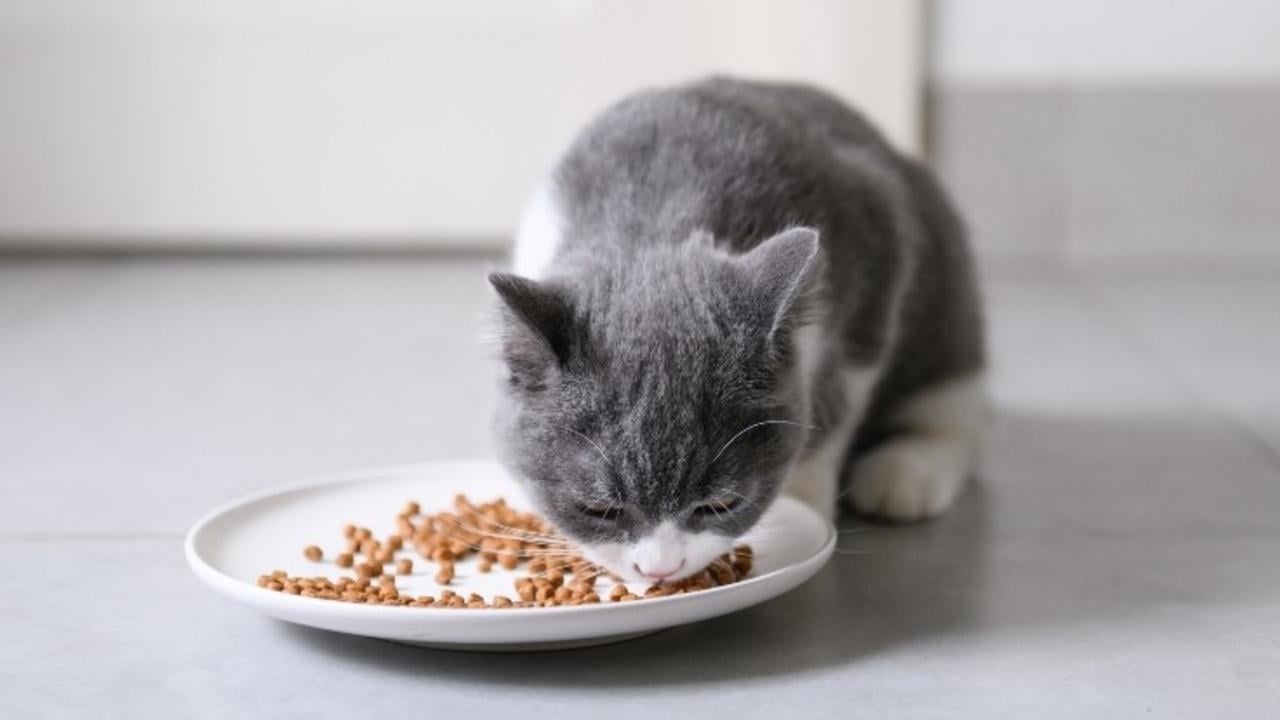 How To Choose The Best Food For Your Cat?