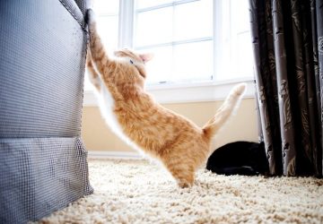 How to Stop Your Cats from Scratching Furniture - training, furniture, cats