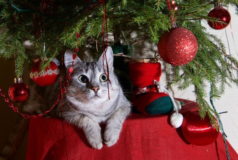 HOW TO KEEP YOUR CAT AWAY FROM THE CHRISTMAS TREE THIS HOLIDAY SEASON - style motivation, Christmas tree and cats, Christmas tree, cats, animals