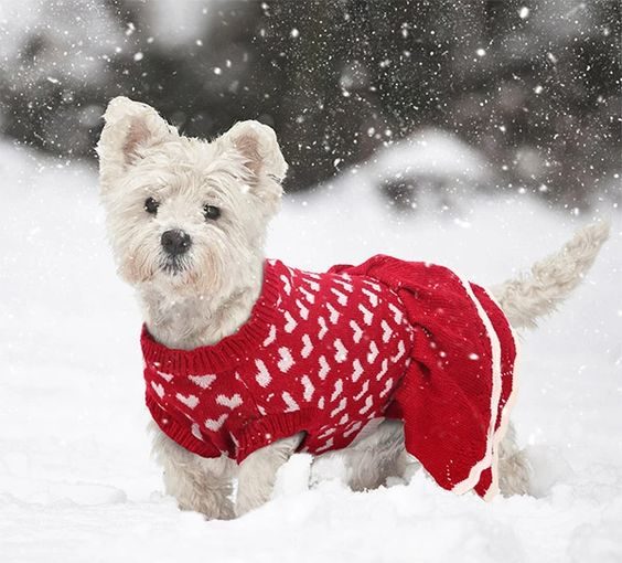 THE BEST JOYFUL DOG CHRISTMAS SWEATERS - style motivation, style, pet sweaters, pet fashion, dog sweaters, Christmas dog sweaters