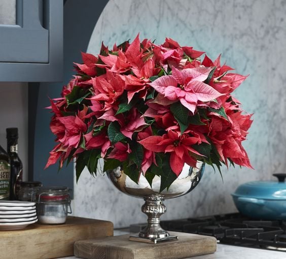 Things you didn't know about the Christmas flower - Poinsettia - style motivation, Poinsettias, Plants, flowers, Christmas flowers