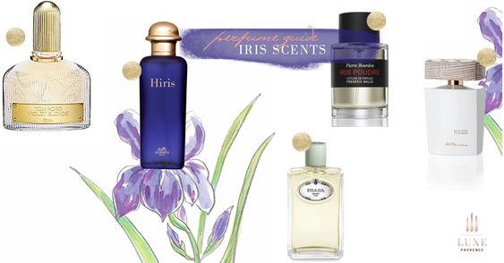 Iris - The Noble Ingredient in the Perfumery World - prada perfume, Perfumes, iris note perfumes, dior perfume, chanel perfume