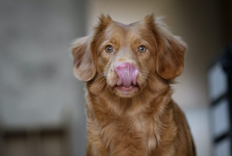 Help Your Dog Live a Healthy Life with This Useful Feeding Guide - seniors, Puppies, ingredients, hydration, food, dog, animals, adults